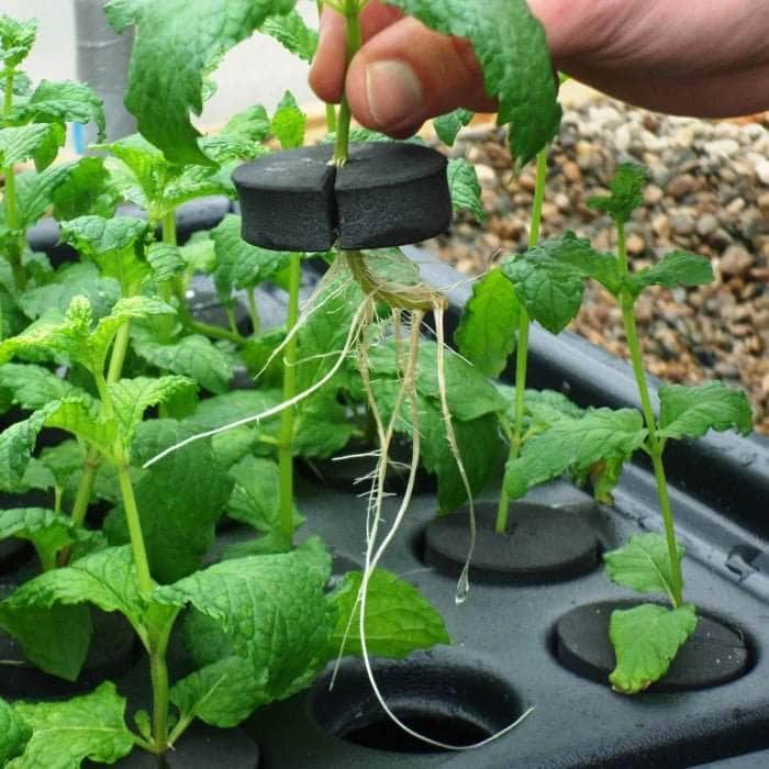 120 Plant Aeroponic Propagation Mister - X-Stream For Grow Systems