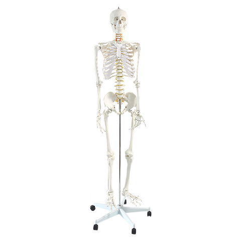 Human Skeleton Anatomical Model 180Cm