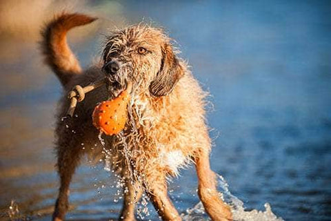 Major Dog Swimming Eddy Floating Fetch Toy With Handle - Small