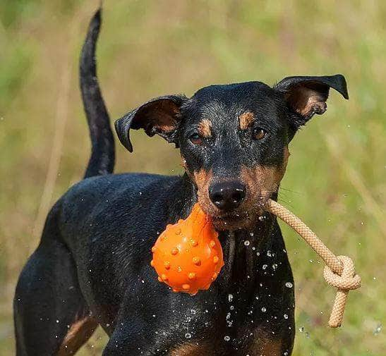 Major Dog Swimming Eddy Floating Fetch Toy With Handle - Small