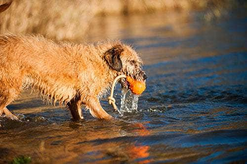 Major Dog Swimming Eddy Floating Fetch Toy With Handle - Small