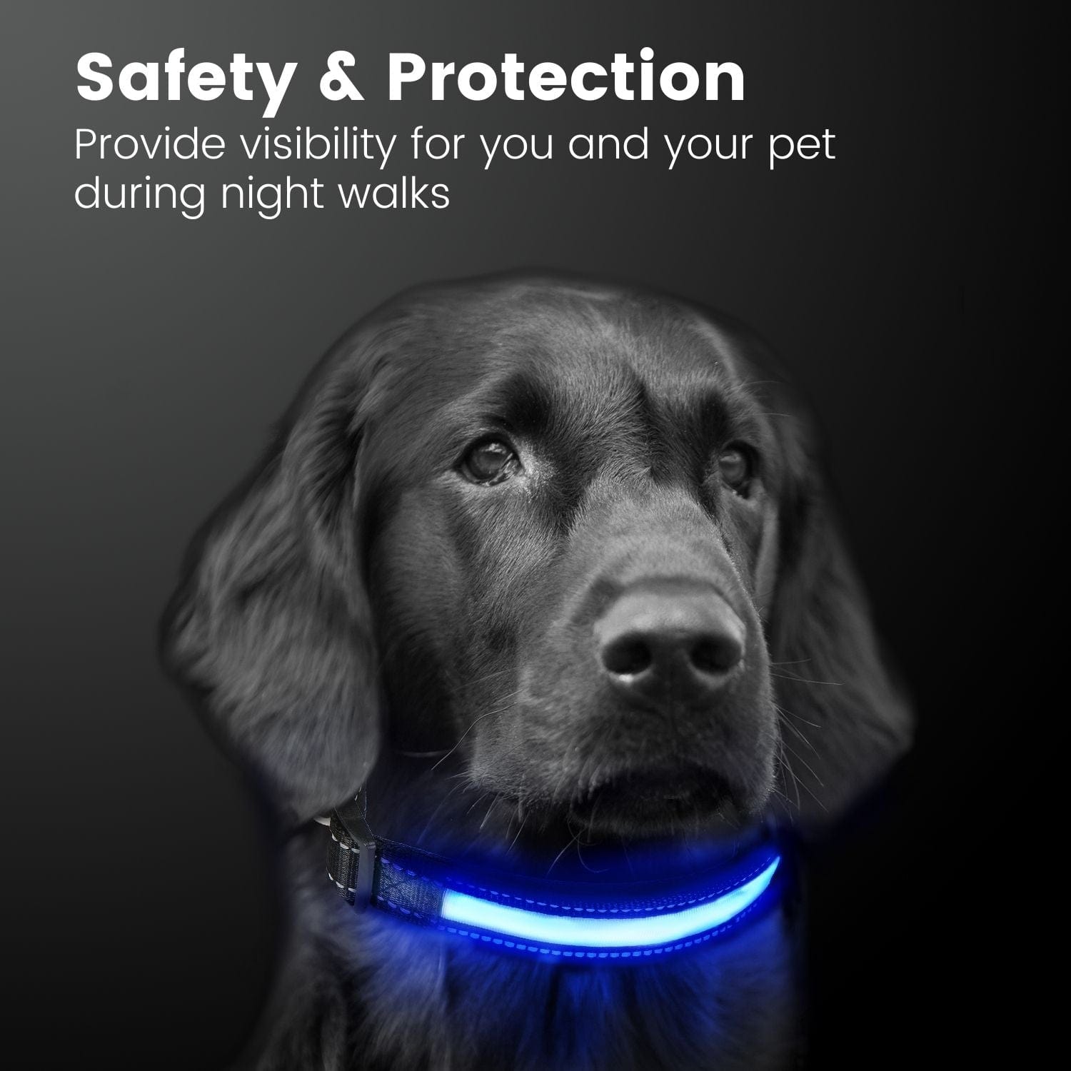 Solar USB Rechargable LED Dog Collar M/L