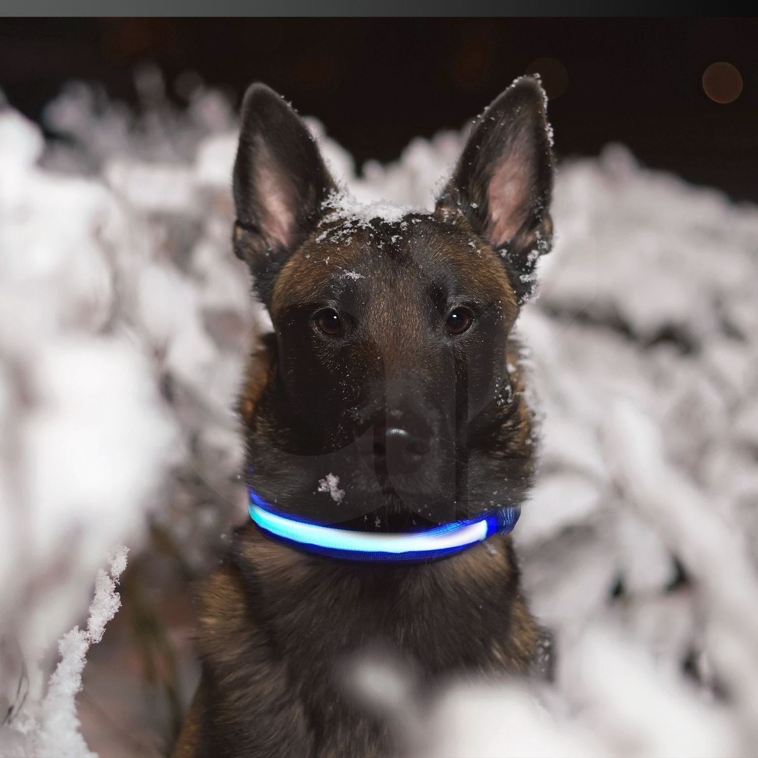 Solar USB Rechargable LED Dog Collar M/L