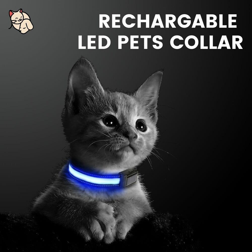 Solar USB Rechargable LED Dog Collar M/L